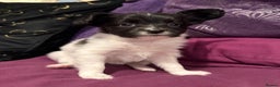 Papillon dogs for sale: Gorgeous litter of Papillon puppies for sale - Advert 6