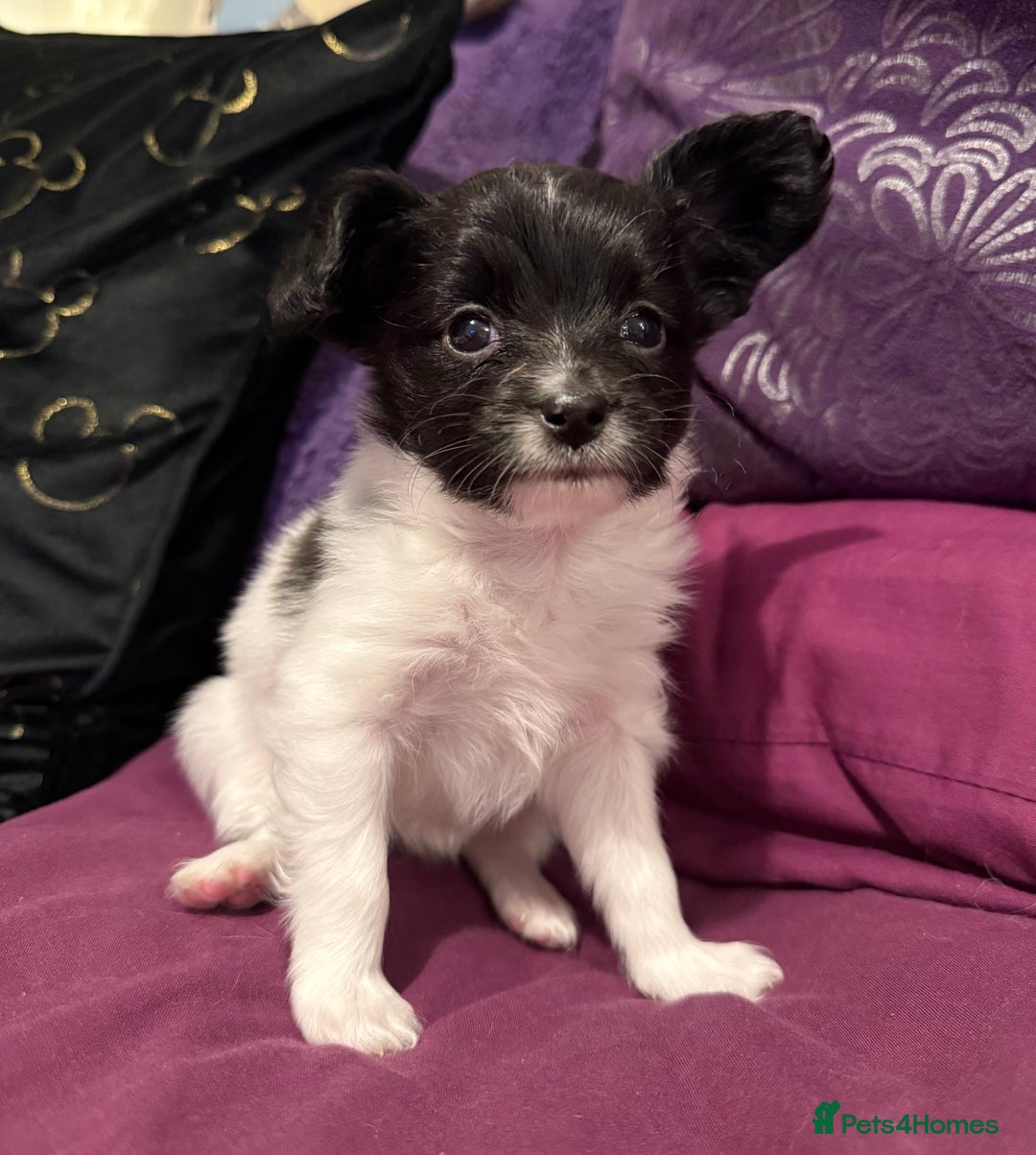 Papillon dogs for sale: Gorgeous litter of Papillon puppies for sale - Advert 6