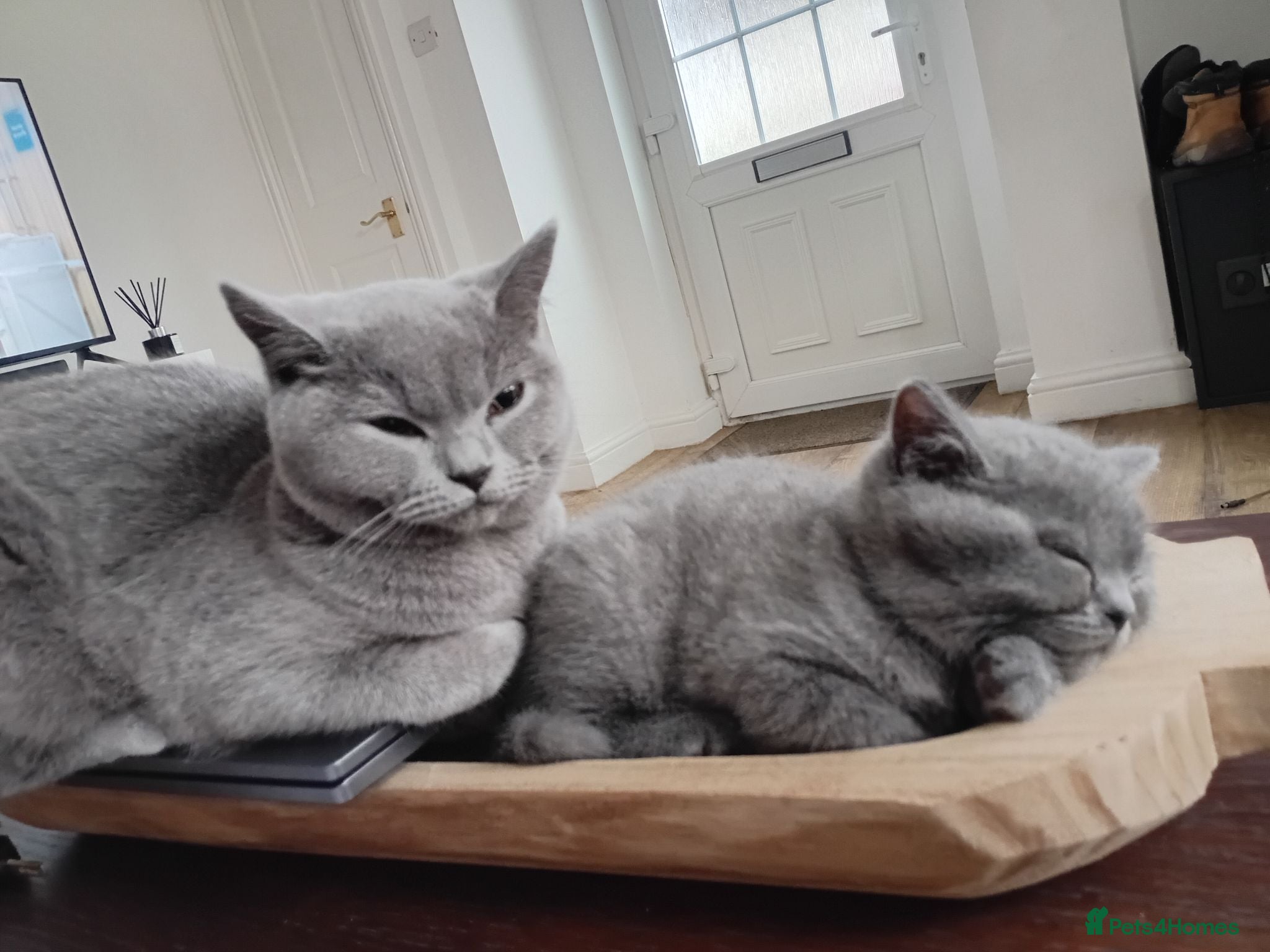 British Shorthair cats BRITISH SHORTHAIR - READY TO LEAVE  - Advert 7
