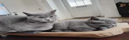British Shorthair cats for sale: BRITISH SHORTHAIR - READY TO LEAVE  - Advert 8