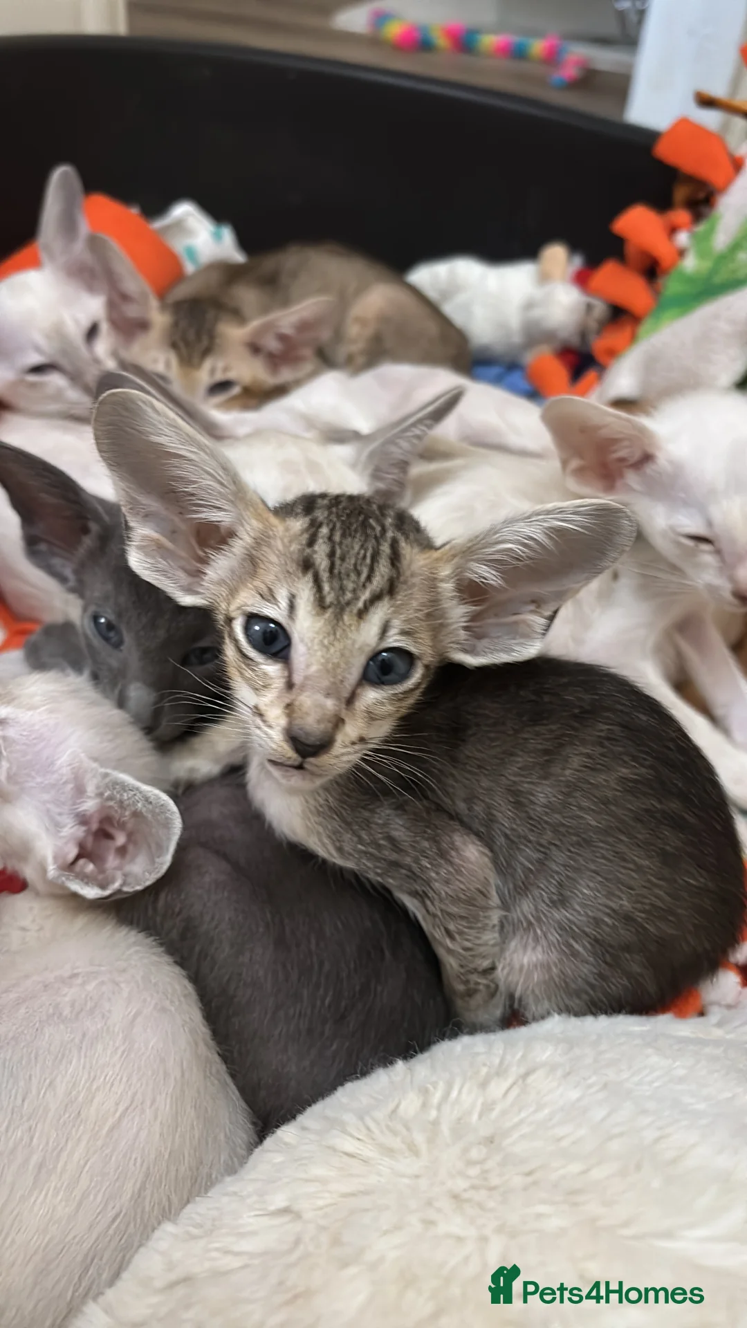 Siamese cats for sale: AMAZING SIAMESE and ORIENTAL BABIES - Advert 3