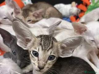 Siamese cats AMAZING SIAMESE and ORIENTAL BABIES - Advert 5