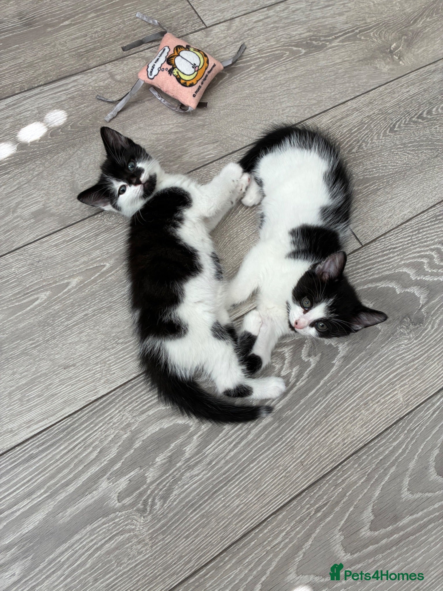 British Shorthair cats 2 adorable sisters - Advert 2