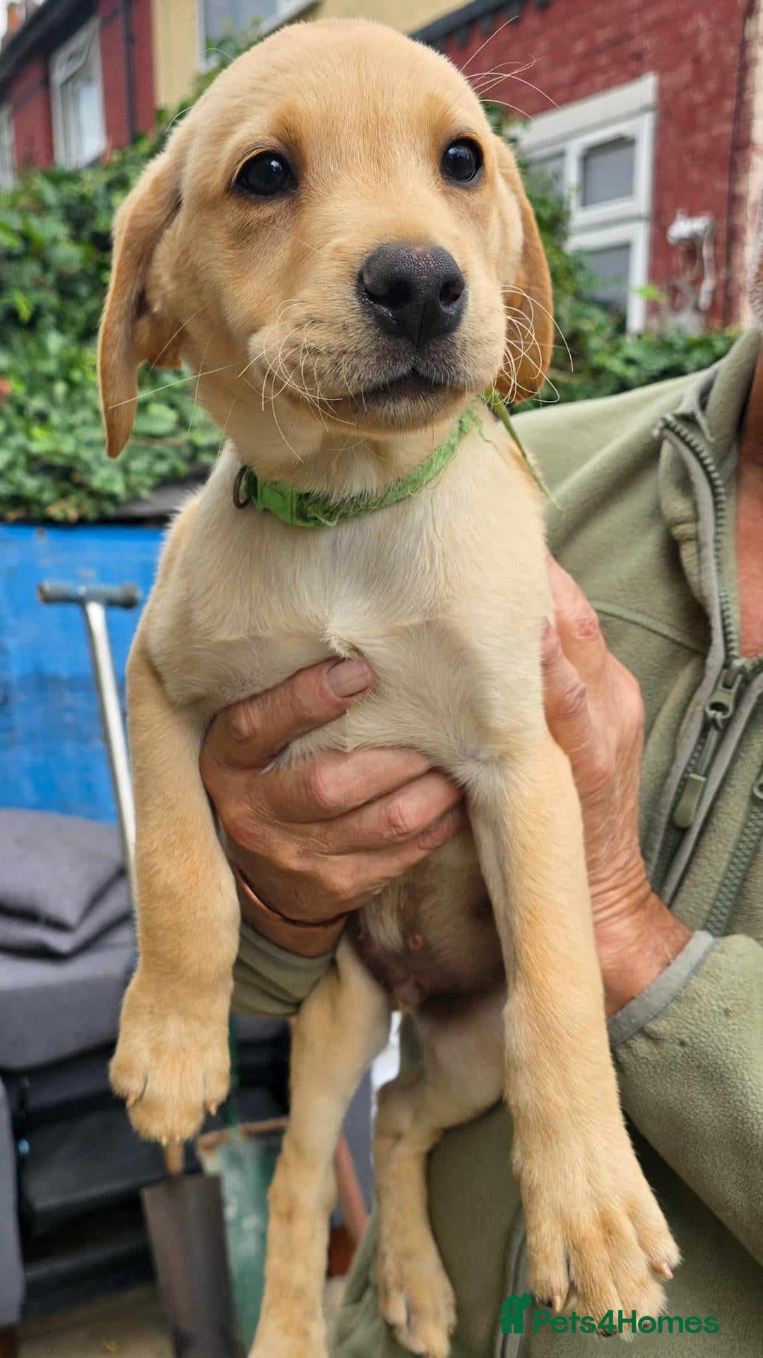 Labrador Retriever dogs 2 Yellow Male FTCH Sired Labrador Puppies - Advert 3