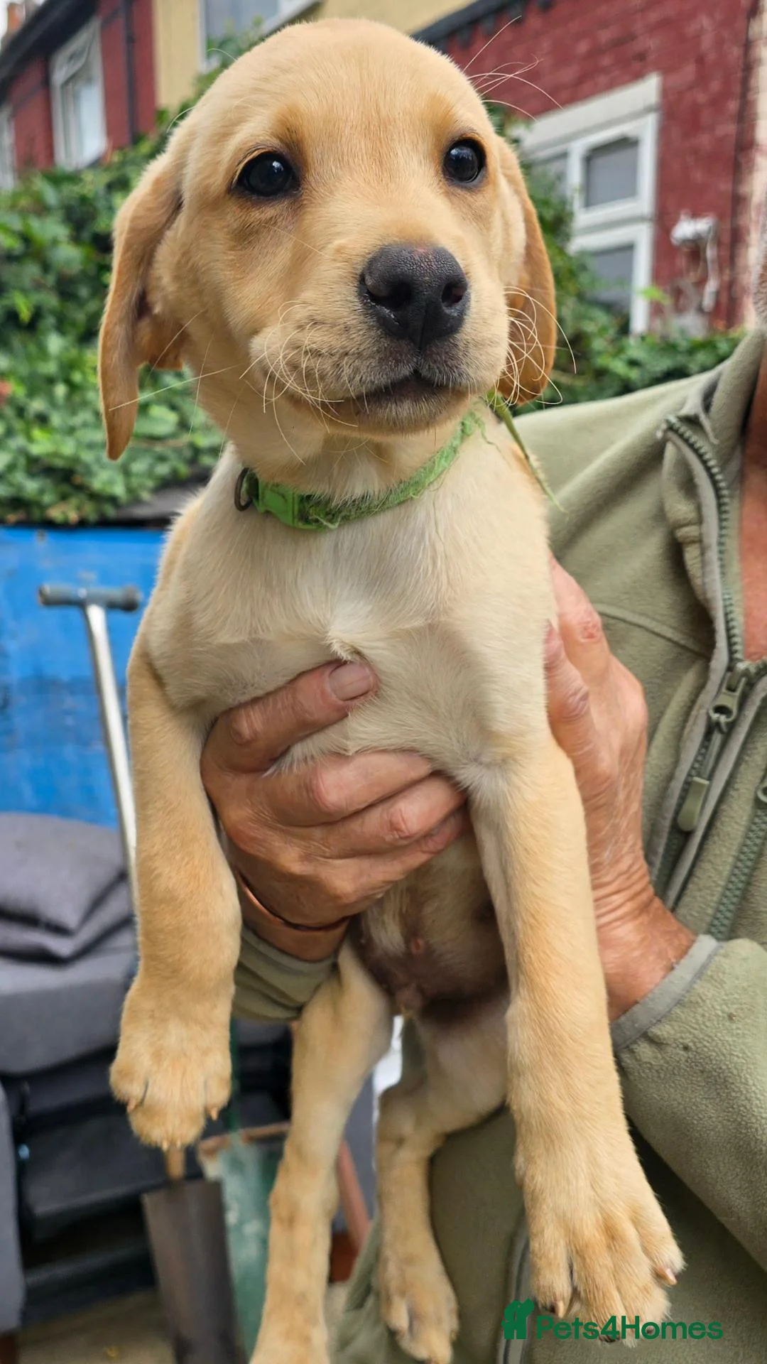 Labrador Retriever dogs for sale: 1 Yellow Male FTCH Sired Labrador Puppy - Advert 1