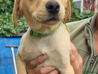Labrador Retriever dogs 2 Yellow Male FTCH Sired Labrador Puppies - Advert 3