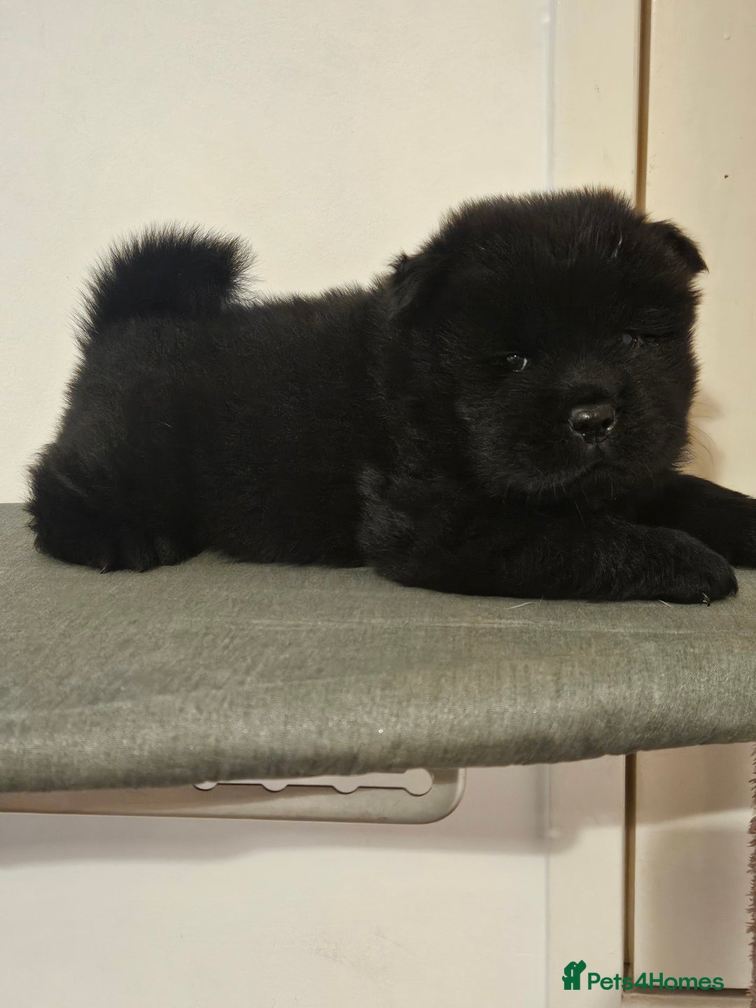Chow Chow dogs for sale: Chow chow puppies  - Image 8