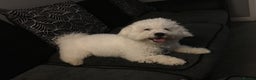 Bichon Frise dogs for stud: Bichon for stud BAILEY - Advert 3