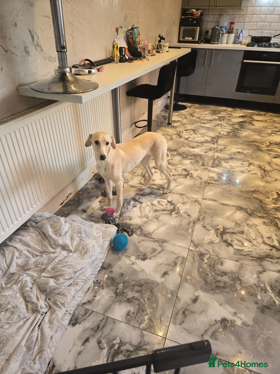 Mixed Breed dogs for sale: Saluki x grey hound 9 months old  in Saint Helens - Advert 1