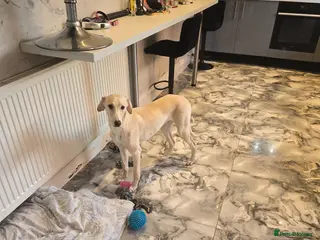 Mixed Breed dogs Saluki x grey hound 9 months old - Advert 1