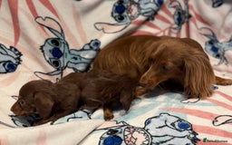 Miniature Dachshund dogs for sale: Long haired chocolate tan dachshunds  - Image 10