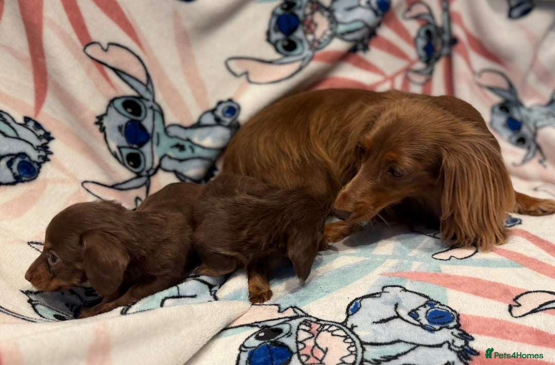 Miniature Dachshund dogs for sale: Long haired chocolate tan dachshunds  - Image 10