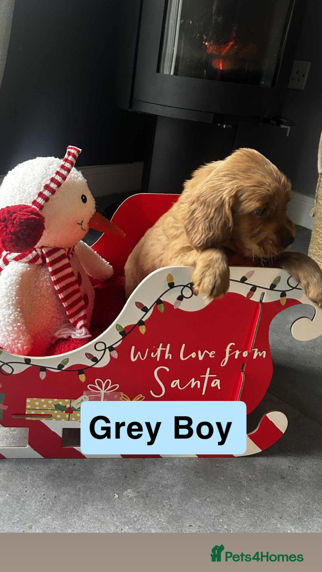 Cockapoo dogs for sale: F2 Cockapoo pups - Advert 14