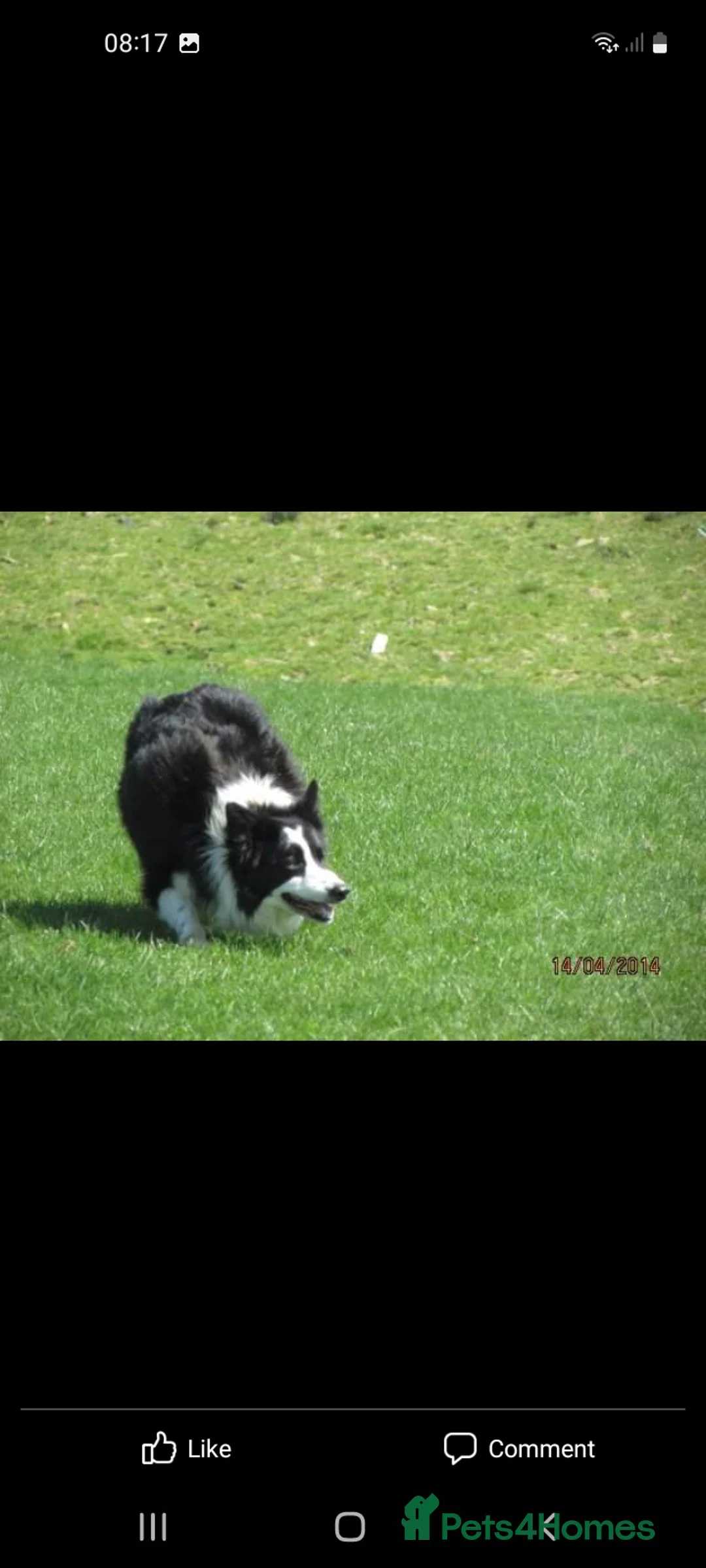 Border Collie dogs for stud: ISDS&KC Fully Tested Border Collie for Stud in Bicester - Advert 28