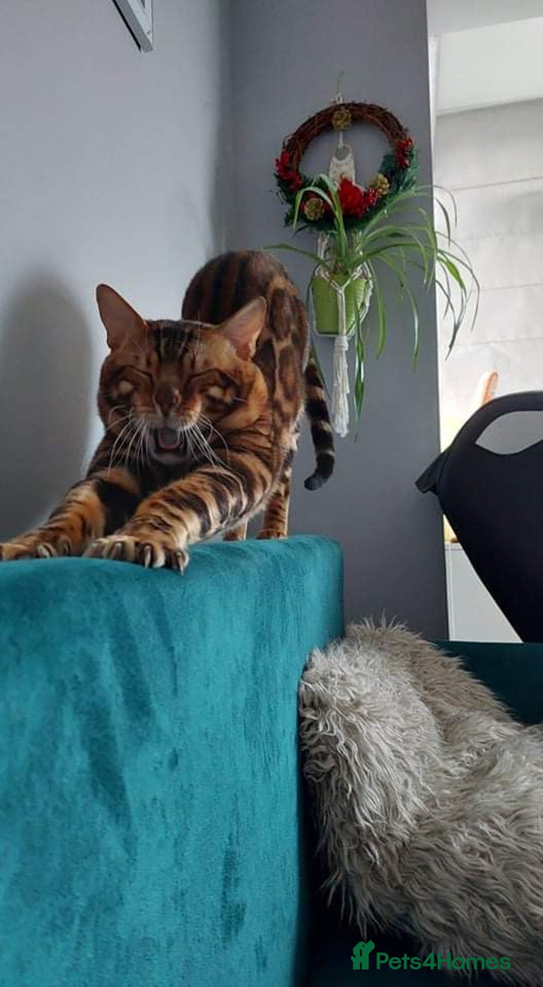 Bengal cats for sale: Bengal beauty  - Advert 14
