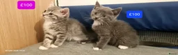 Mixed Breed cats for sale: Beautiful Mixed Breed Kittens - Advert 7