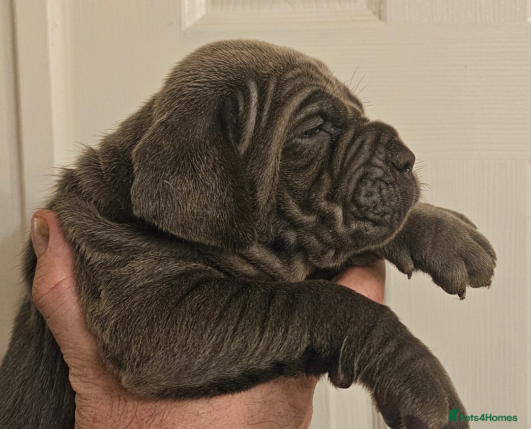Neapolitan Mastiff dogs for sale: Makaevo Puppies - Advert 13