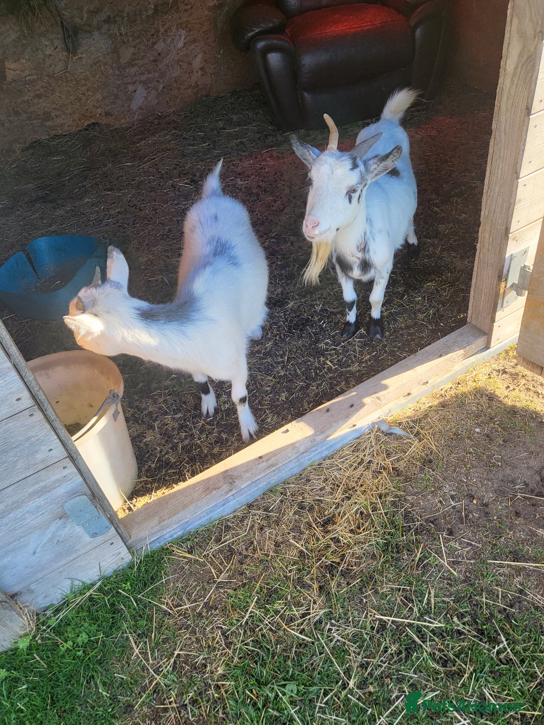 Goats livestock for sale: NIGERIAN DWARF BILLY GOAT - Image 6