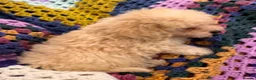 Shihpoo dogs for sale: Cute Shihpoo Puppies Shih Tzu X Poodle  - Advert 15