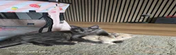 Maine Coon cats for sale: Stunning Maine Coon Kittens - Advert 12