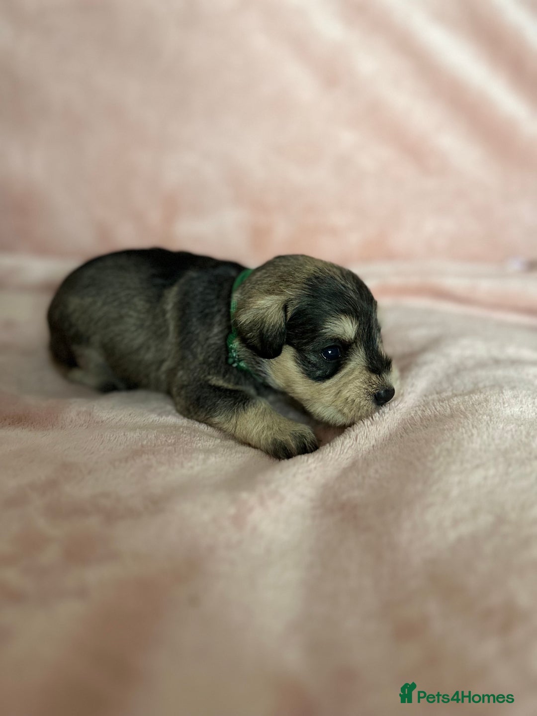 Miniature Schnauzer dogs for sale: OUTSTANDING CHAMPION LINES PUPPIES  - Advert 4
