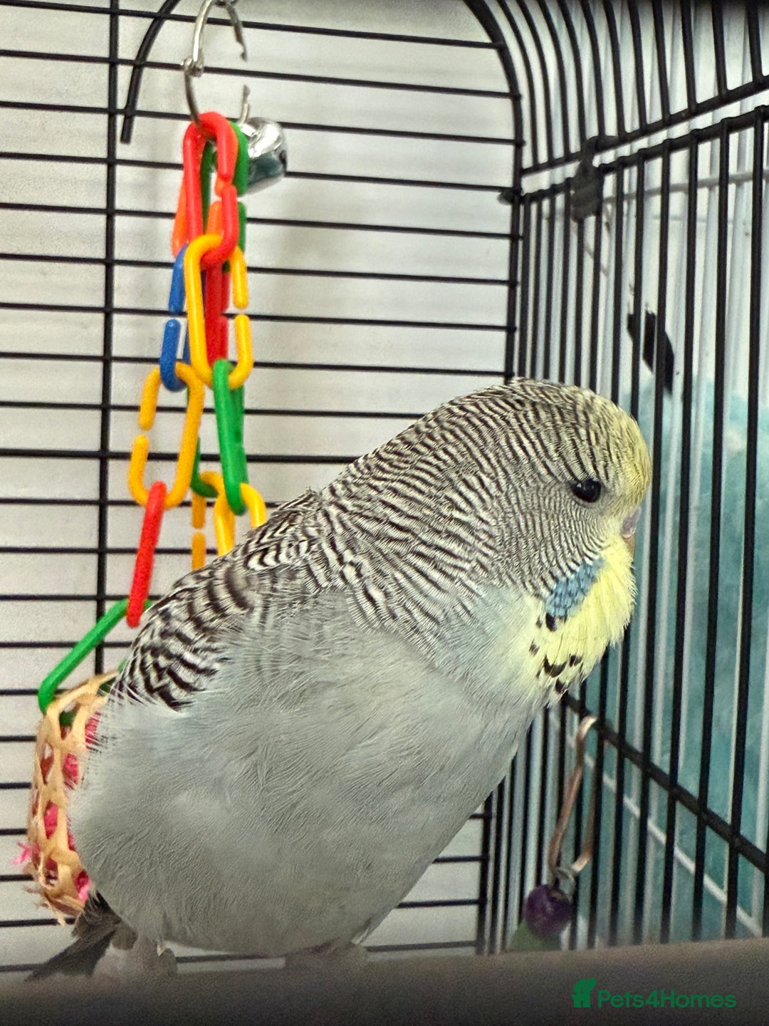 Budgerigars birds for sale: Baby budgie  - Image 1