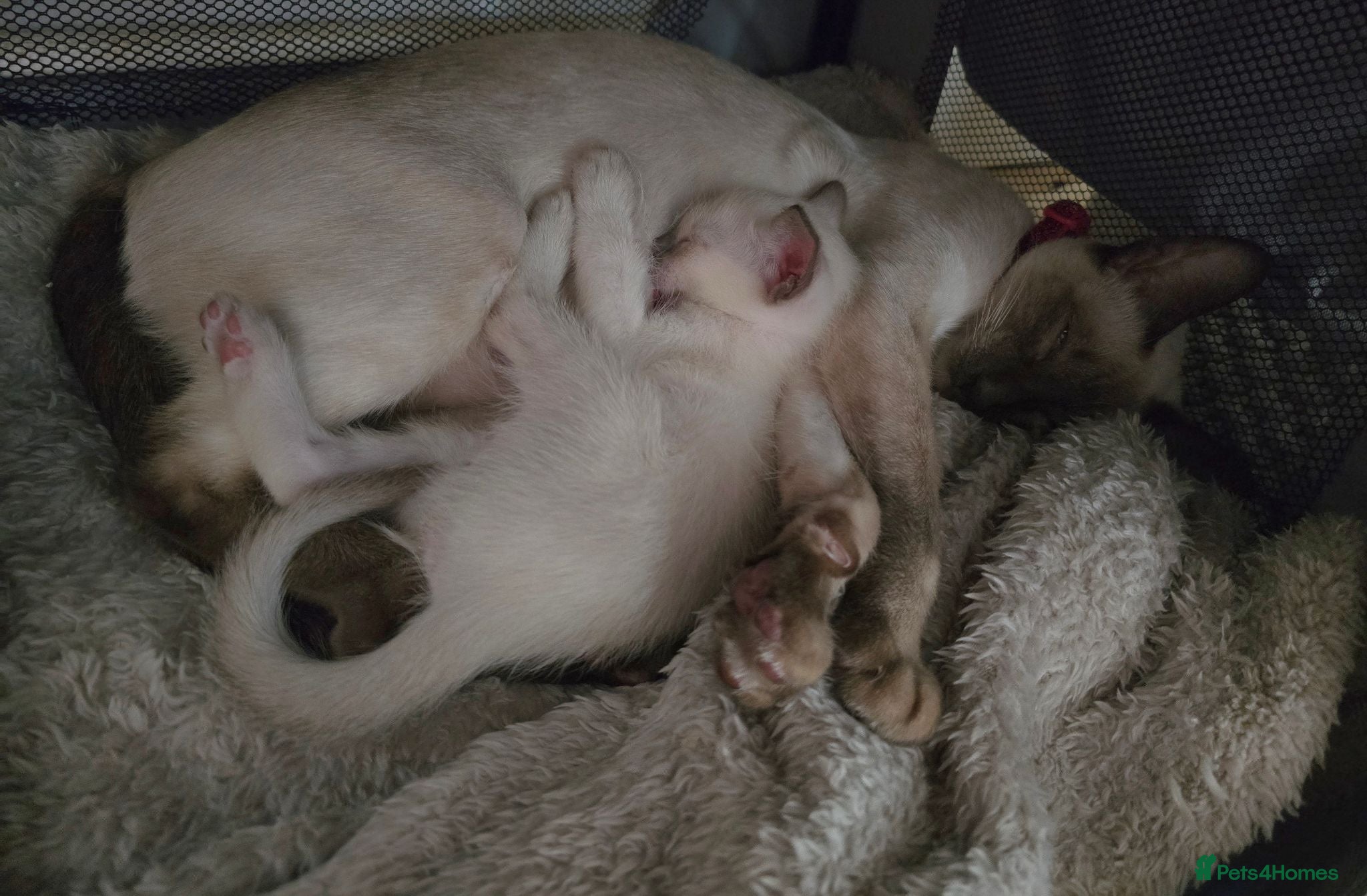 Siamese cats 🐾 Sweet siamese little boy 🐾  - Advert 7