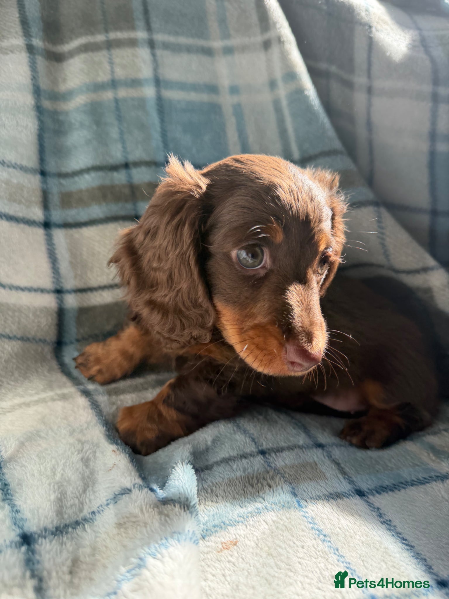 Dachshund dogs for sale: Miniature Dachshund Puppies  - Advert 21