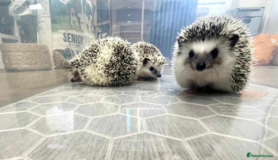 Pygmy Hedgehog rodents for sale: Young, Sweet, Friendly, African Pygmy Hedgehog's  - Advert 1