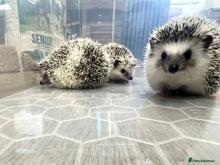 Pygmy Hedgehog rodents Young, Sweet, Friendly, African Pygmy Hedgehog's - Advert 14