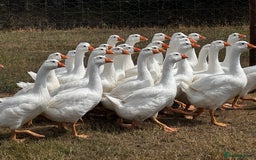 Geese poultry for sale: Embden Geese For Sale  - Image 1