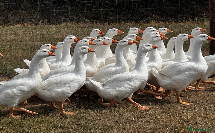 Geese poultry - Advert 2