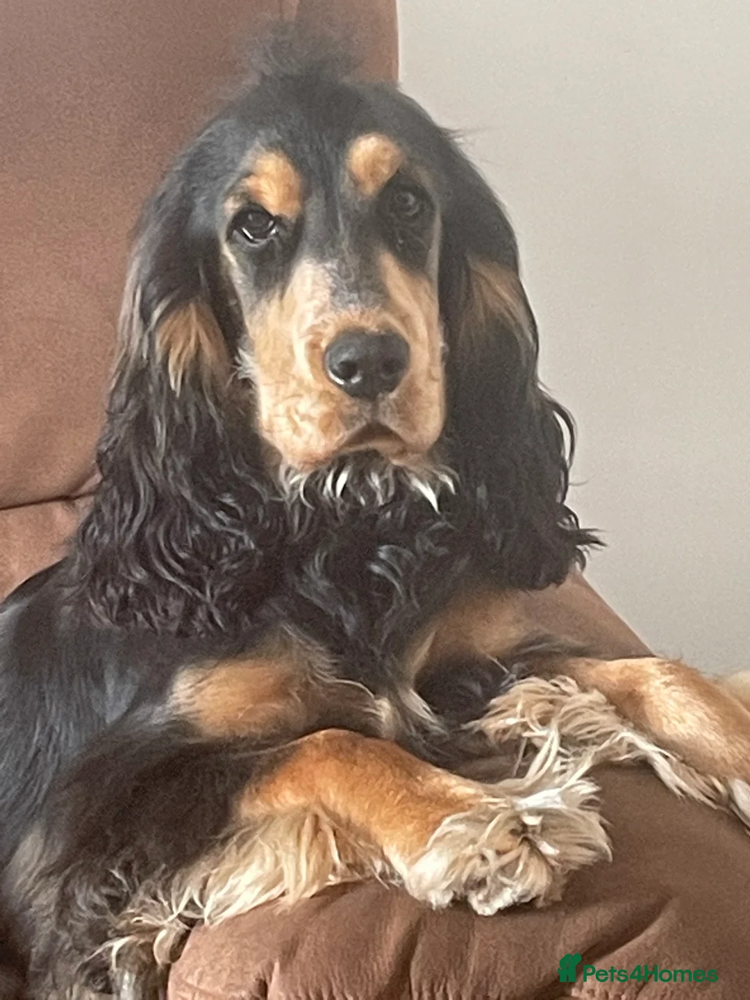 Cocker Spaniel dogs for stud: Show type cocker spaniel in Braintree - Advert 2