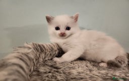 Ragdoll cats for sale: Litter of Five Gorgeous Ragdoll Kittens! - Image 5