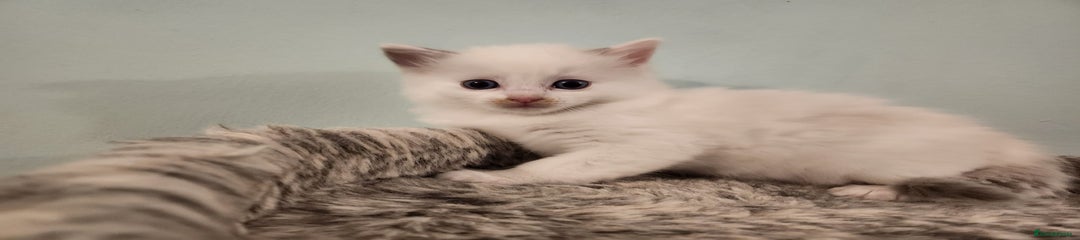 Ragdoll Kitten 5