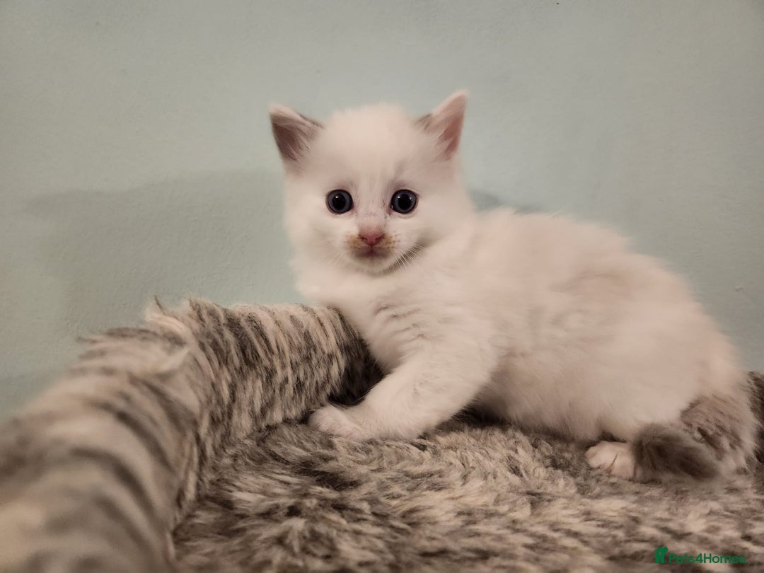 Ragdoll cats for sale: Litter of Five Gorgeous Ragdoll Kittens! - Image 5