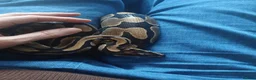 Python Snake reptiles for sale: Female Royal python for sale - Advert 2