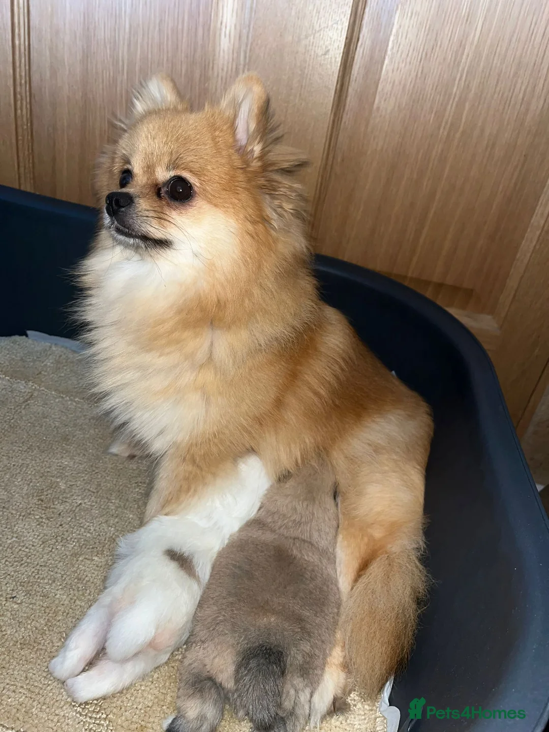 Pomeranian dogs for sale: KC Registered Pomeranian Puppies in Glasgow - Advert 15