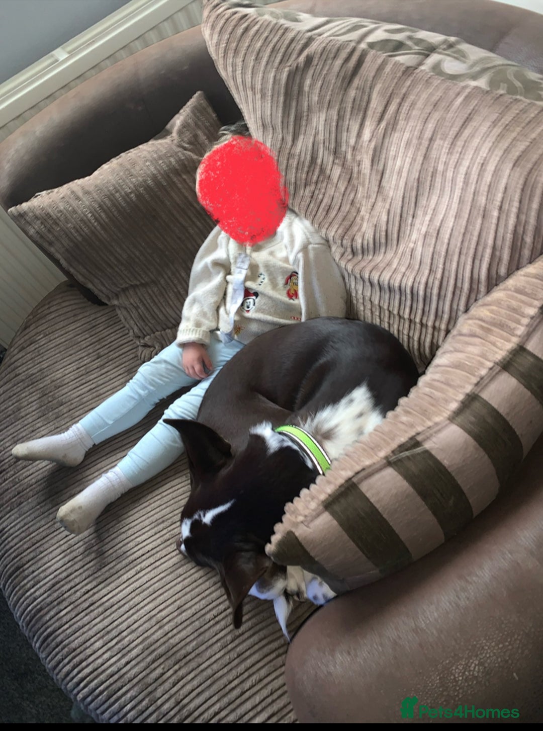 Mixed Breed dogs for sale: Border collie X Cattle Dog  - Advert 4