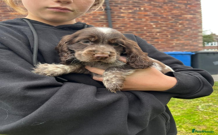 Cocker Spaniel dogs - Advert 1