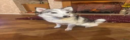 Pomsky dogs for sale: Female pomsky 2 years old - Advert 4
