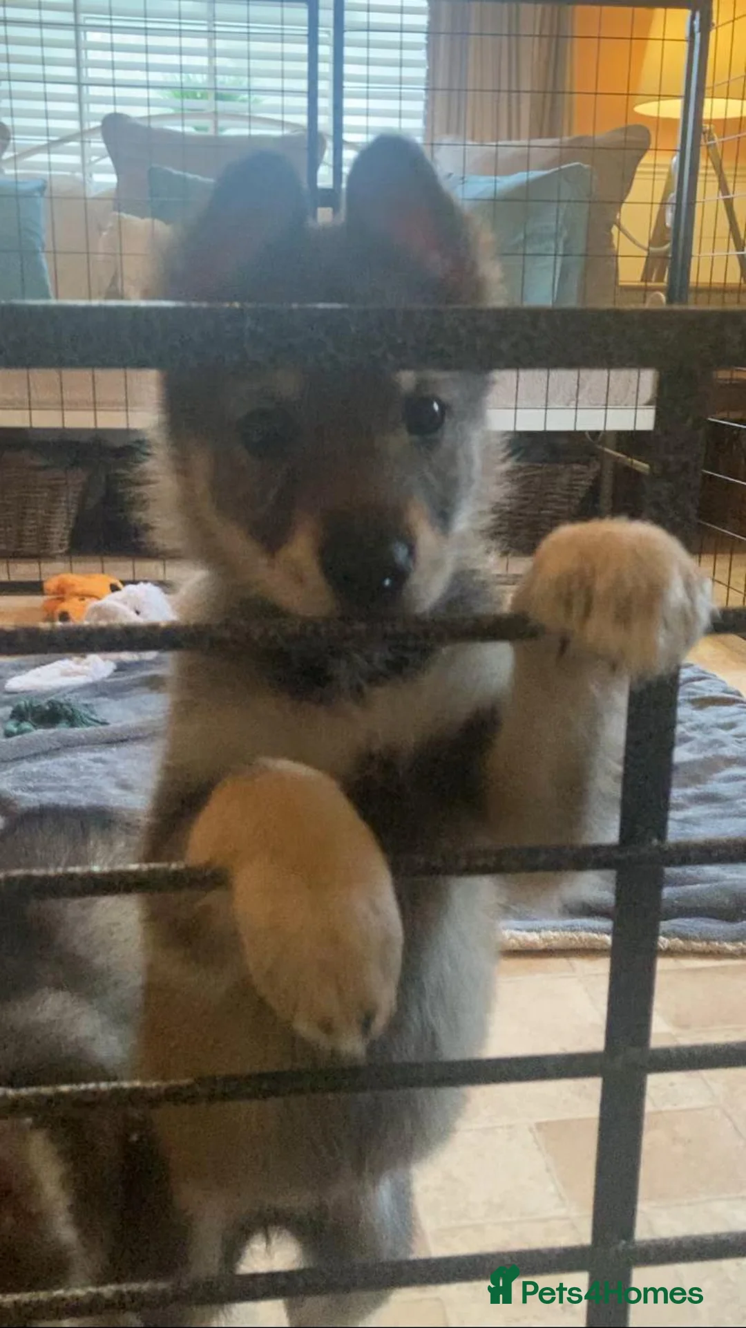 Saarloos Wolfdog dogs for sale: Gorgeous Wolfalike Puppies  - Advert 2