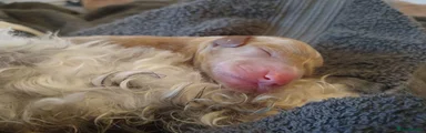 Cockapoo 1