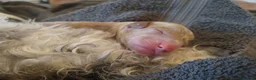 Cockapoo dogs for sale: F1 Cockapoo - Advert 4