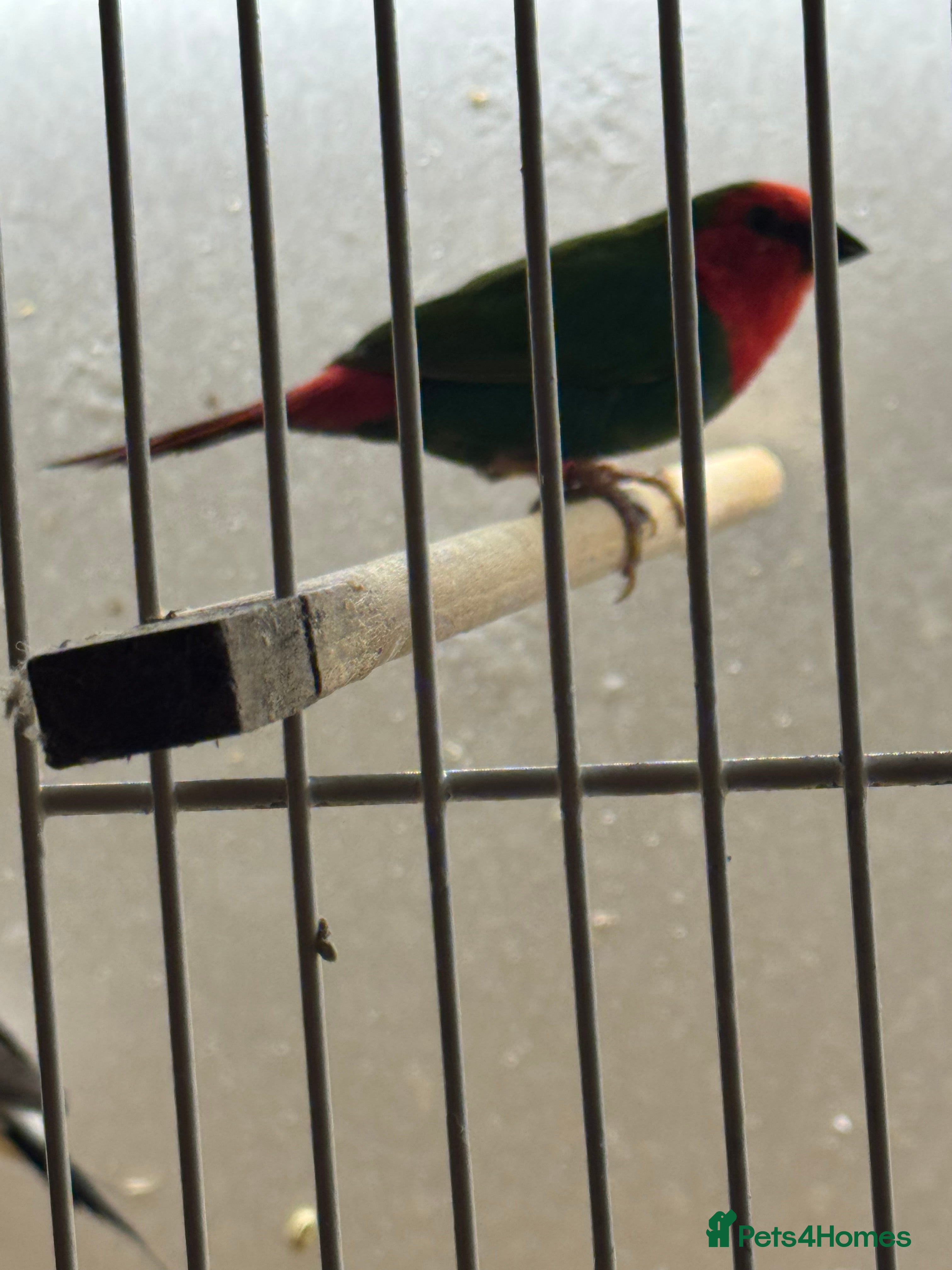 Finches birds Silver bills, heck’s and Bengalese  - Advert 2