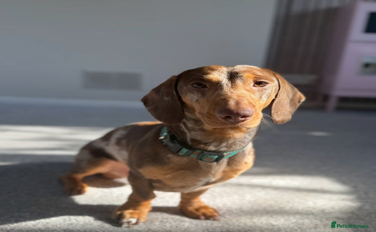 Dachshund dogs - Advert 1