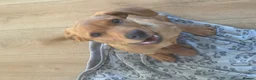 Labrador Retriever dogs for sale: Fox Red Labrador Puppy - Advert 7
