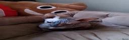Sphynx cats for sale: 5 Canadian Sphynx kittens for sale - Advert 9