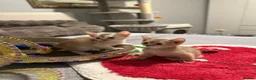 Abyssinian cats for sale: Abyssinian kittens  - Advert 7
