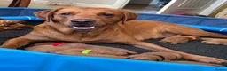 Labrador Retriever dogs for sale: Fox Red Labrador Puppies - Advert 1